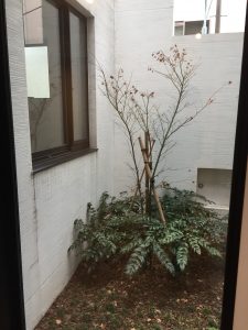 レグノ・コラージュ 102_中庭